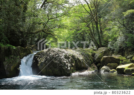 菊池渓谷黎明の滝の景観 80323622