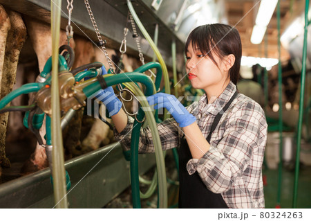 Milkmaid in apron in barn with automatical cow milking machines Milkmaid in apron in barn with automatical cow milking machines 80324263