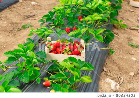 Freshly picked organic strawberry in wooden box Freshly picked organic strawberry in wooden box 80324303
