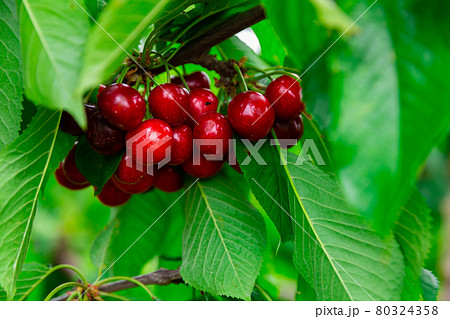 Ripe sweet cherry berries hanging on tree branches 80324358