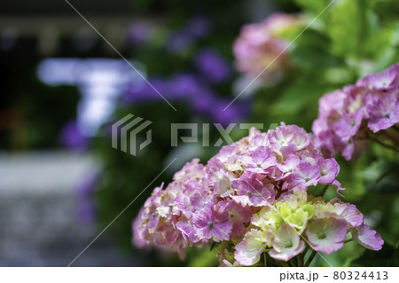 紫陽花 アジサイ 安養寺 岡山県倉敷市 紫陽花 アジサイ 安養寺 岡山県倉敷市 80324413