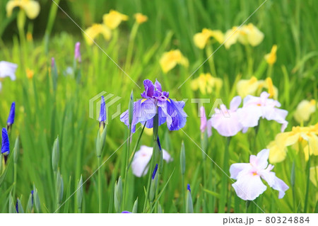 しょうぶ沼公園　東京都足立区　　 80324884