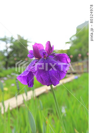 雨あがりのしょうぶ沼公園　東京都足立区　 80324978