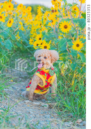 犬とひまわり 犬とひまわり 80325353
