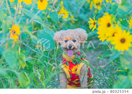 犬とひまわり 犬とひまわり 80325354