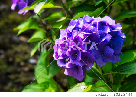 今を盛りと咲き誇る、青紫色の紫陽花の花の写真素材 [80325444] - PIXTA