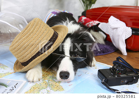 夏の旅行計画と準備をするボーダーコリー 80325581