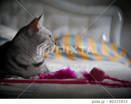 cute short hair young AMERICAN SHORT HAIR breed kitty grey and black stripes home cat relaxing in a bedroom with colourful pet toys closeup selective focus blur background cute short hair young AMERICAN SHORT HAIR breed kitty grey and black stripes home cat relaxing in a bedroom with colourful pet toys closeup selective focus blur background 80325833