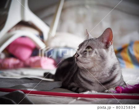 cute short hair young AMERICAN SHORT HAIR breed kitty grey and black stripes home cat relaxing in a bedroom with colourful pet toys closeup selective focus blur background 80325834