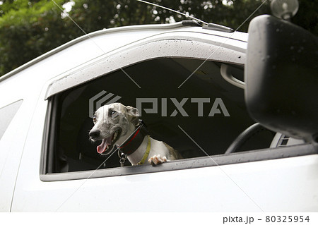 運転席の窓から身を乗り出すウィペット犬の写真素材