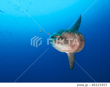 南国の海を泳ぐカクレマンボウ (レンボンガン島、バリ、インドネシア) 80325955