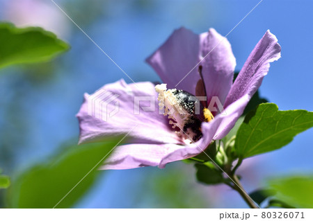 ムクゲの花に潜り込み蜜を吸う熊蜂は花粉だらけ ムクゲの花に潜り込み蜜を吸う熊蜂は花粉だらけ 80326071