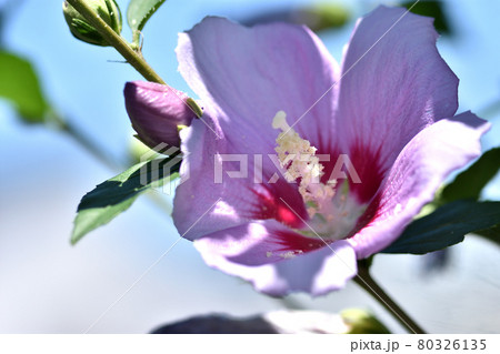 夏の太陽を浴びながら咲くムクゲの花 80326135