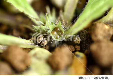 キランソウの種子はシワシワ、若い種子はわらび餅の様 80326361