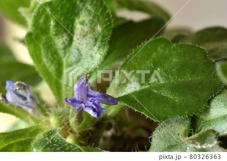 地面を這うように生え、小さな紫の花を咲かせるキランソウ 80326363