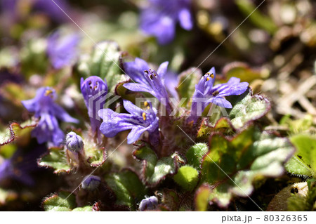 地面を這うように生え、小さな紫の花を咲かせるキランソウ 80326365
