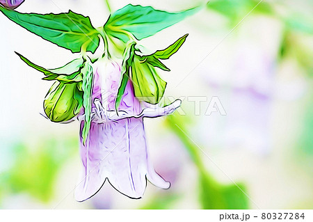 パステル調 ダブル咲きカンパニュラ イラストイメージのイラスト素材