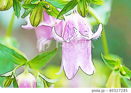 パステル調　”ダブル咲きカンパニュラ”　イラストイメージ 80327285
