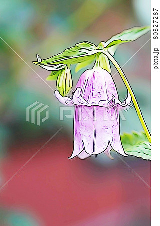 パステル調 ダブル咲きカンパニュラ イラストイメージのイラスト素材