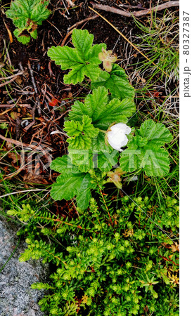 Swamp Flowers Tundra Swamp Flowers Tundra 80327387
