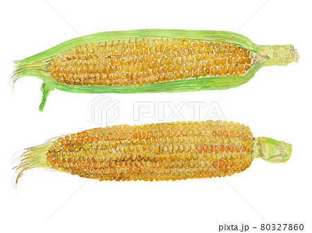 とうもろこしの水彩イラスト 80327860