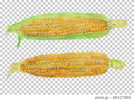 とうもろこしの水彩イラスト 80327860