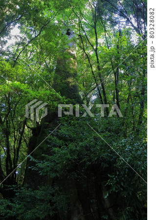 屋久島縄文杉トレッキングコースの三代杉の眺め 屋久島縄文杉トレッキングコースの三代杉の眺め 80328082