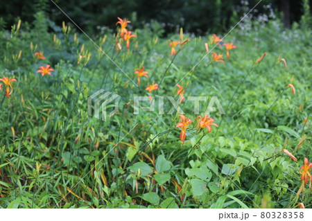 初夏、馬頭観音の前で咲く、オレンジの花ノカンゾウ 初夏、馬頭観音の前で咲く、オレンジの花ノカンゾウ 80328358