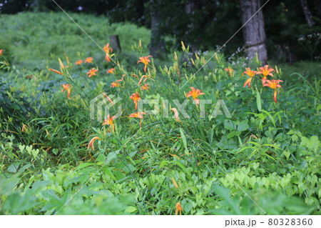 初夏、馬頭観音の前で咲く、オレンジの花ノカンゾウ 初夏、馬頭観音の前で咲く、オレンジの花ノカンゾウ 80328360