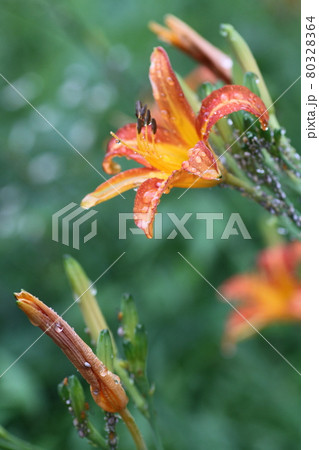 初夏、馬頭観音の前で咲く、オレンジの花ノカンゾウ 初夏、馬頭観音の前で咲く、オレンジの花ノカンゾウ 80328364