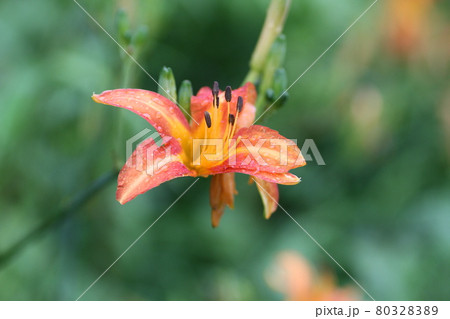 初夏、馬頭観音の前で咲く、オレンジの花ノカンゾウ 初夏、馬頭観音の前で咲く、オレンジの花ノカンゾウ 80328389