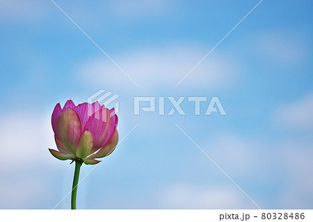 赤い開きかけのハスの花 赤い開きかけのハスの花 80328486