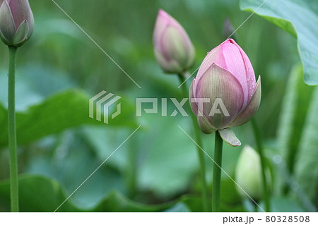 初夏、蓮沼に出てきたハスの蕾 80328508