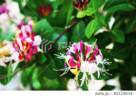 爽やかな香りの花”ハニーサックル” 爽やかな香りの花”ハニーサックル” 80328638