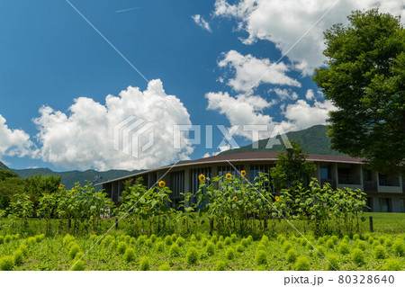 河口湖大石公園 花街道より富士山 河口湖大石公園 花街道より富士山 80328640