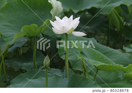 白い大輪、ハスの花 白い大輪、ハスの花 80328678