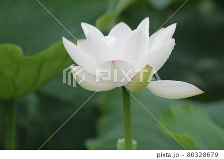 白い大輪、ハスの花 白い大輪、ハスの花 80328679