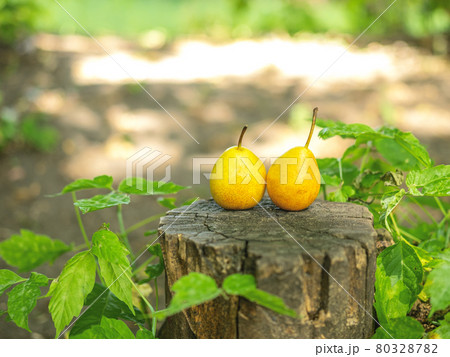 Two country pears on the snag with the space for your text. 80328782