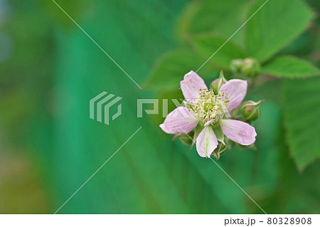 淡いピンクのブラックベリーの花 淡いピンクのブラックベリーの花 80328908