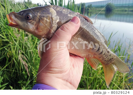 carp caught on fishing in the hand of an angler carp caught on fishing in the hand of an angler 80329124