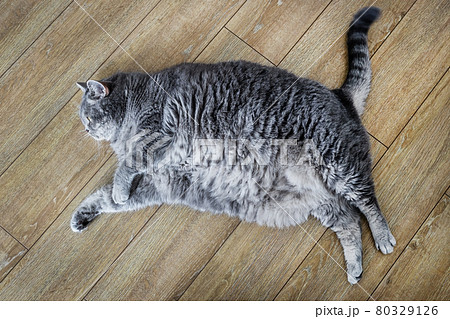 fat British cat is lying on the floor and peeping fat British cat is lying on the floor and peeping 80329126