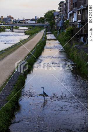 夕暮れの鴨川 夕暮れの鴨川 80329166