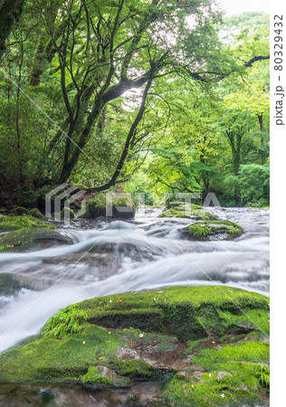 早朝の菊池渓谷の美しい風景 80329432