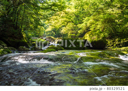 早朝の菊池渓谷の美しい風景 早朝の菊池渓谷の美しい風景 80329521