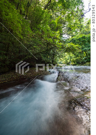 早朝の菊池渓谷の美しい風景 早朝の菊池渓谷の美しい風景 80329543