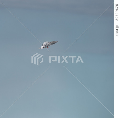 Profile view of bird with open wings and clear sky 80329676