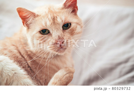Light brown or beige cat with green eyes, resting on the bed looking curious, close-up detail 80329732