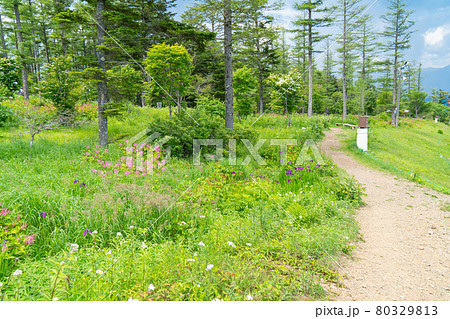 入笠すずらん山野草公園（入笠山） 80329813