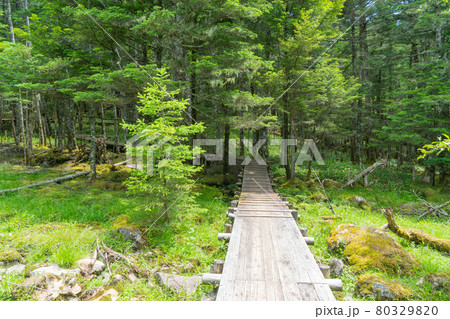 大阿原湿原の木道(入笠山) 大阿原湿原の木道(入笠山) 80329820