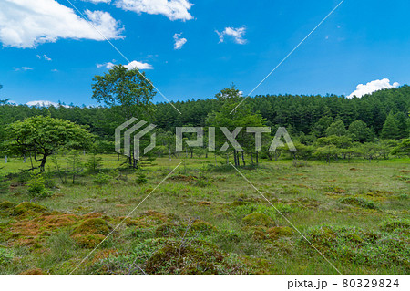 大阿原湿原(入笠山) 大阿原湿原(入笠山) 80329824